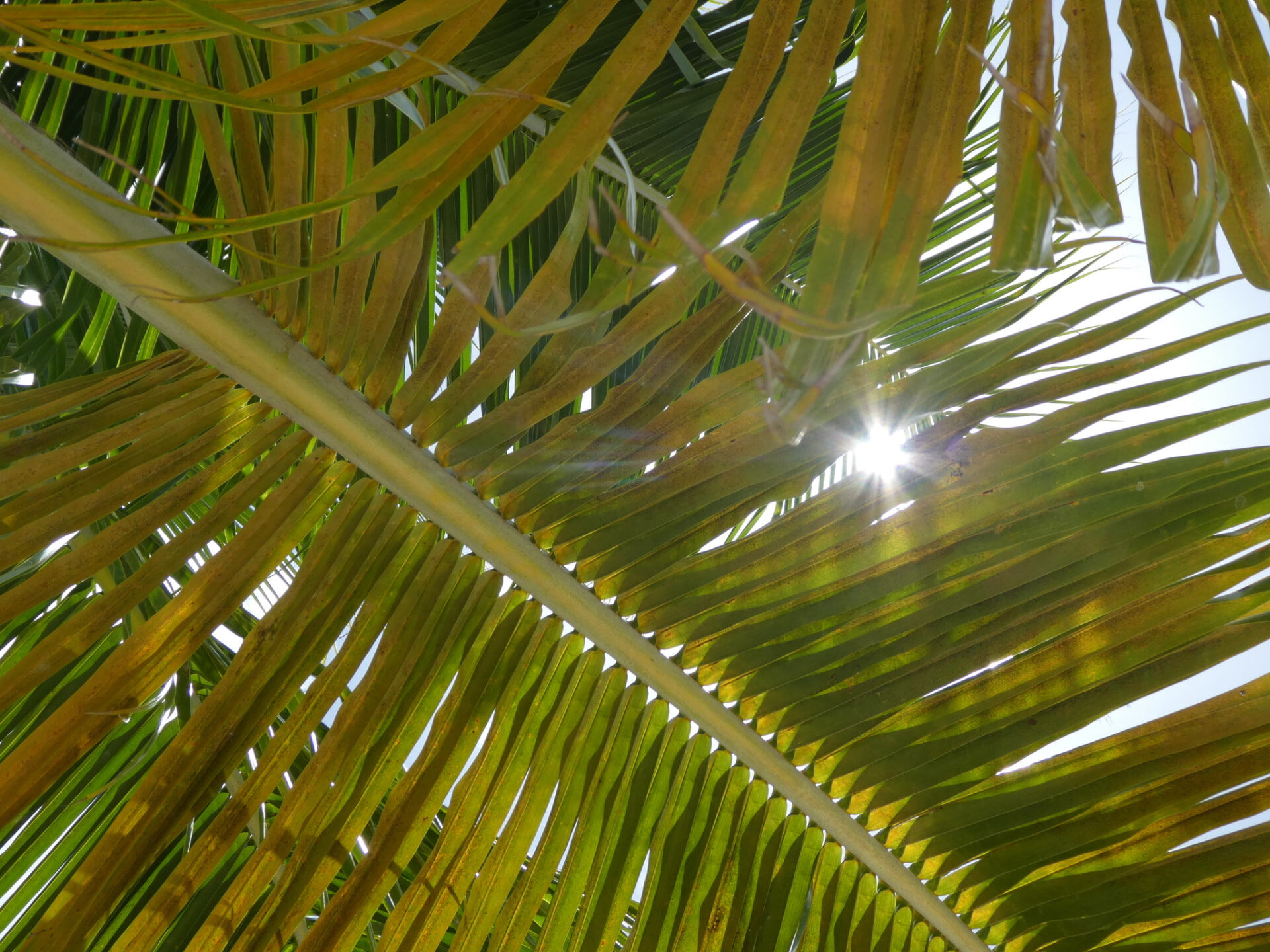 Palm frond in warm Charleston light